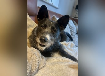 Kinderlieber Rauhhaarprinz, 4J., stubenrein, kastriert