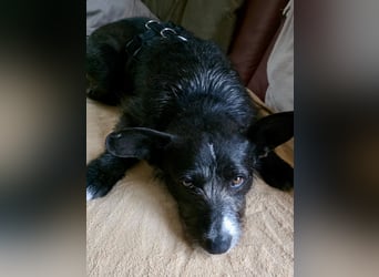 Kinderlieber Rauhhaarprinz, 4J., stubenrein, kastriert