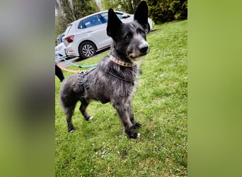 Kinderlieber Rauhhaarprinz, 4J., stubenrein, kastriert