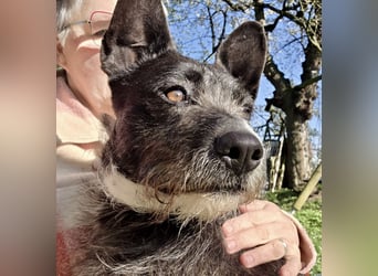 Kinderlieber Rauhhaarprinz, 4J., stubenrein, kastriert