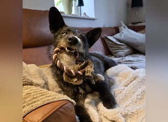 Kinderlieber Rauhhaarprinz, 4J., stubenrein, kastriert