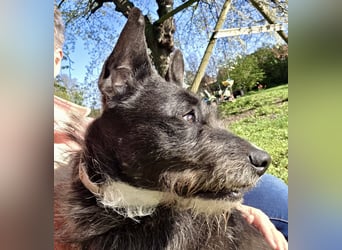 Kinderlieber Rauhhaarprinz, 4J., stubenrein, kastriert