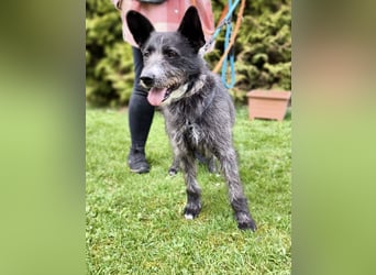 Kinderlieber Rauhhaarprinz, 4J., stubenrein, kastriert