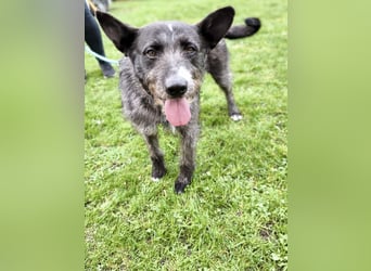 Kinderlieber Rauhhaarprinz, 4J., stubenrein, kastriert