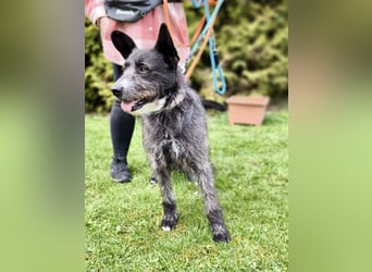 Kinderlieber Rauhhaarprinz, 4J., stubenrein, kastriert