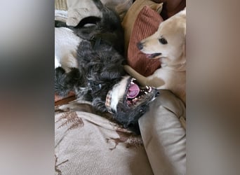 Kinderlieber Rauhhaarprinz, 4J., stubenrein, kastriert