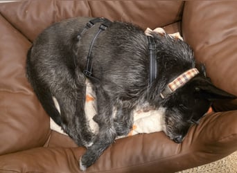 Kinderlieber Rauhhaarprinz, 4J., stubenrein, kastriert