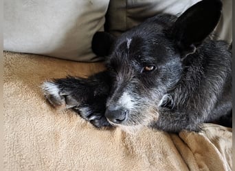 Kinderlieber Rauhhaarprinz, 4J., stubenrein, kastriert