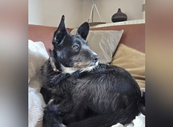 Kinderlieber Rauhhaarprinz, 4J., stubenrein, kastriert