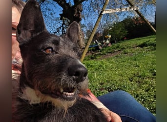 Kinderlieber Rauhhaarprinz, 4J., stubenrein, kastriert