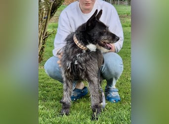 Kinderlieber Rauhhaarprinz, 4J., stubenrein, kastriert