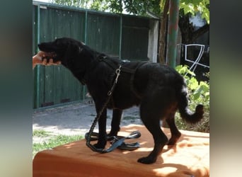 Goja ein toller Familienhund