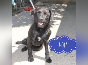 Goja ein toller Familienhund