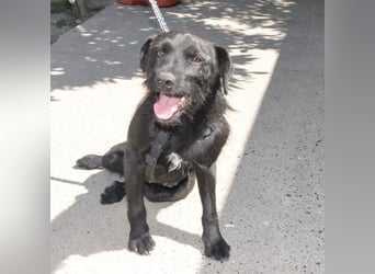 Goja ein toller Familienhund