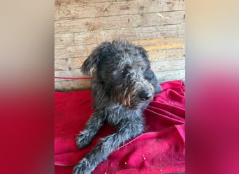 Konci, Schnauzer-Mix, Rüde, geb. am 18.12.2023, 55 cm