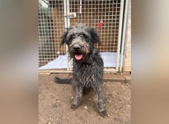 Konci, Schnauzer-Mix, Rüde, geb. am 18.12.2023, 55 cm