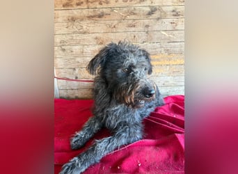 Konci, Schnauzer-Mix, Rüde, geb. am 18.12.2023, 55 cm