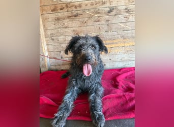 Konci, Schnauzer-Mix, Rüde, geb. am 18.12.2023, 55 cm