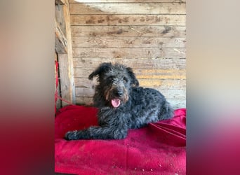 Konci, Schnauzer-Mix, Rüde, geb. am 18.12.2023, 55 cm