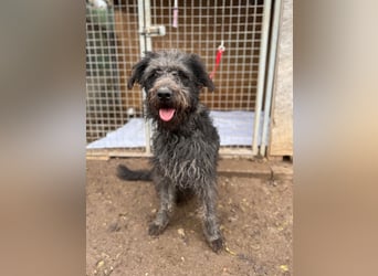 Konci, Schnauzer-Mix, Rüde, geb. am 18.12.2023, 55 cm