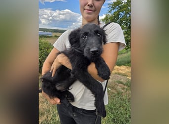 Kleiner Hundejunge im Schnauzerlook, allerhikerfreundlich, 4Mon.