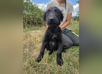 Kleiner Hundejunge im Schnauzerlook, allerhikerfreundlich, 4Mon.