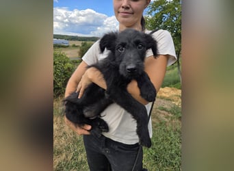 Kleiner Hundejunge im Schnauzerlook, allerhikerfreundlich, 4Mon.