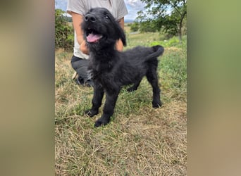 Kleiner Hundejunge im Schnauzerlook, allerhikerfreundlich, 4Mon.