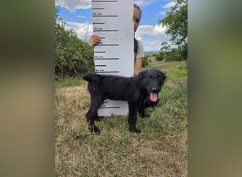 Kleiner Hundejunge im Schnauzerlook, allerhikerfreundlich, 4Mon.