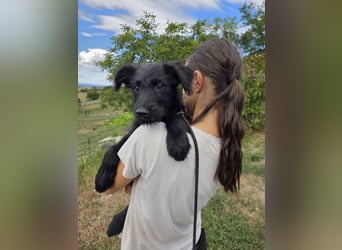 Kleiner Hundejunge im Schnauzerlook, allerhikerfreundlich, 4Mon.