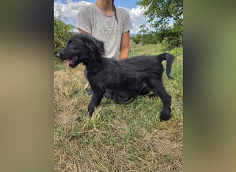Kleiner Hundejunge im Schnauzerlook, allerhikerfreundlich, 4Mon.
