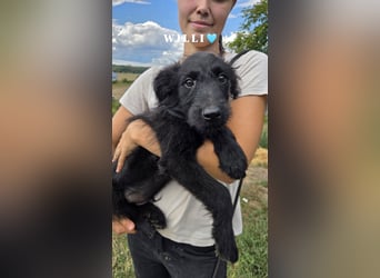 Kleiner Hundejunge im Schnauzerlook, allerhikerfreundlich, 4Mon.