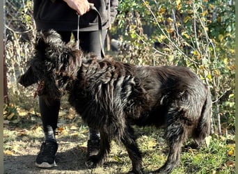 Ruven möchte zeigen, was für ein toller Hund er ist