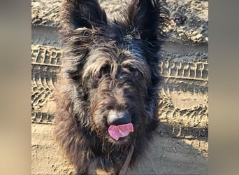 Ruven möchte zeigen, was für ein toller Hund er ist