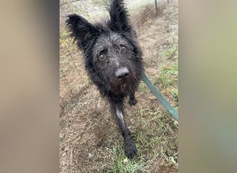 Ruven möchte zeigen, was für ein toller Hund er ist