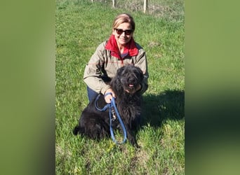 Ruven möchte zeigen, was für ein toller Hund er ist