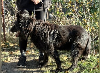 Ruven möchte zeigen, was für ein toller Hund er ist
