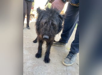 Ruven möchte zeigen, was für ein toller Hund er ist