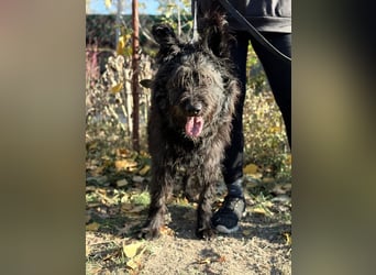 Ruven möchte zeigen, was für ein toller Hund er ist