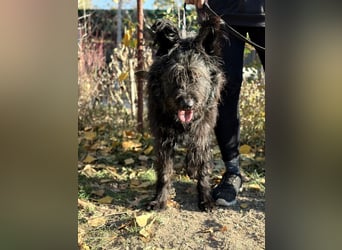 Ruven möchte zeigen, was für ein toller Hund er ist