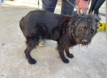 Ruven möchte zeigen, was für ein toller Hund er ist