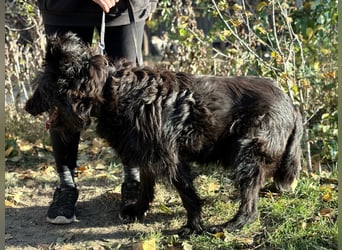 Ruven möchte zeigen, was für ein toller Hund er ist