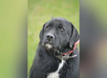 Brko - Kinderlieber, verträglicher Schnauzer-Mischling, 01.03.2016 geboren Brko - Kinderlieber, verträglicher Schnauzer-Mischling, 01.03.2016 geboren