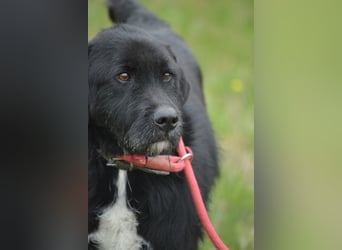 Brko - Kinderlieber, verträglicher Schnauzer-Mischling, 01.03.2016 geboren Brko - Kinderlieber, verträglicher Schnauzer-Mischling, 01.03.2016 geboren