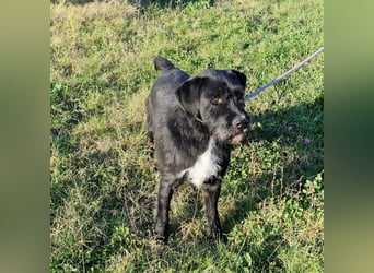 Brko - Kinderlieber, verträglicher Schnauzer-Mischling, 01.03.2016 geboren Brko - Kinderlieber, verträglicher Schnauzer-Mischling, 01.03.2016 geboren