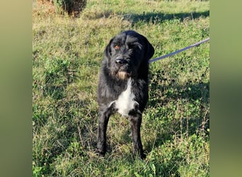 Brko - Kinderlieber, verträglicher Schnauzer-Mischling, 01.03.2016 geboren Brko - Kinderlieber, verträglicher Schnauzer-Mischling, 01.03.2016 geboren