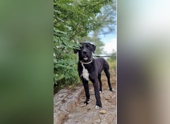 Brko - Kinderlieber, verträglicher Schnauzer-Mischling, 01.03.2016 geboren Brko - Kinderlieber, verträglicher Schnauzer-Mischling, 01.03.2016 geboren