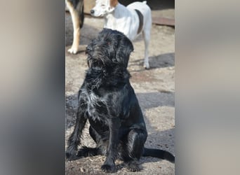 Liebe, menschenbezogene und gut verträgliche Hündin „Roxy“, selbstbewusst, loyal und aktiv