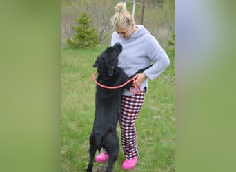 Brko - Kinderlieber, verträglicher Schnauzer-Mischling, 01.03.2016 geboren Brko - Kinderlieber, verträglicher Schnauzer-Mischling, 01.03.2016 geboren