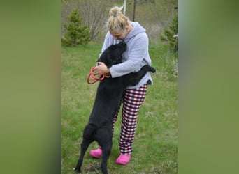 Brko - Kinderlieber, verträglicher Schnauzer-Mischling, 01.03.2016 geboren Brko - Kinderlieber, verträglicher Schnauzer-Mischling, 01.03.2016 geboren